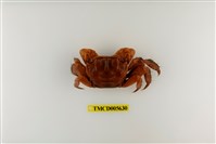 藏品(漢氏東方蟹)的圖片